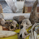 Customs displayed elephant tusks, pangolin scales and other animal skulls and bones during a news conference in Port Klang, Malaysia, Monday, July 18, 2022.